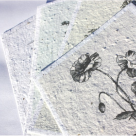 Kartenset aus Samenpapier, illustriert von Andrea Noti