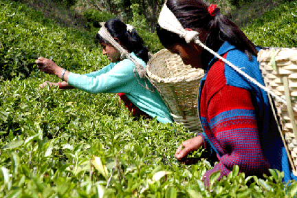 Annapurna Tea Cooperative Nepal