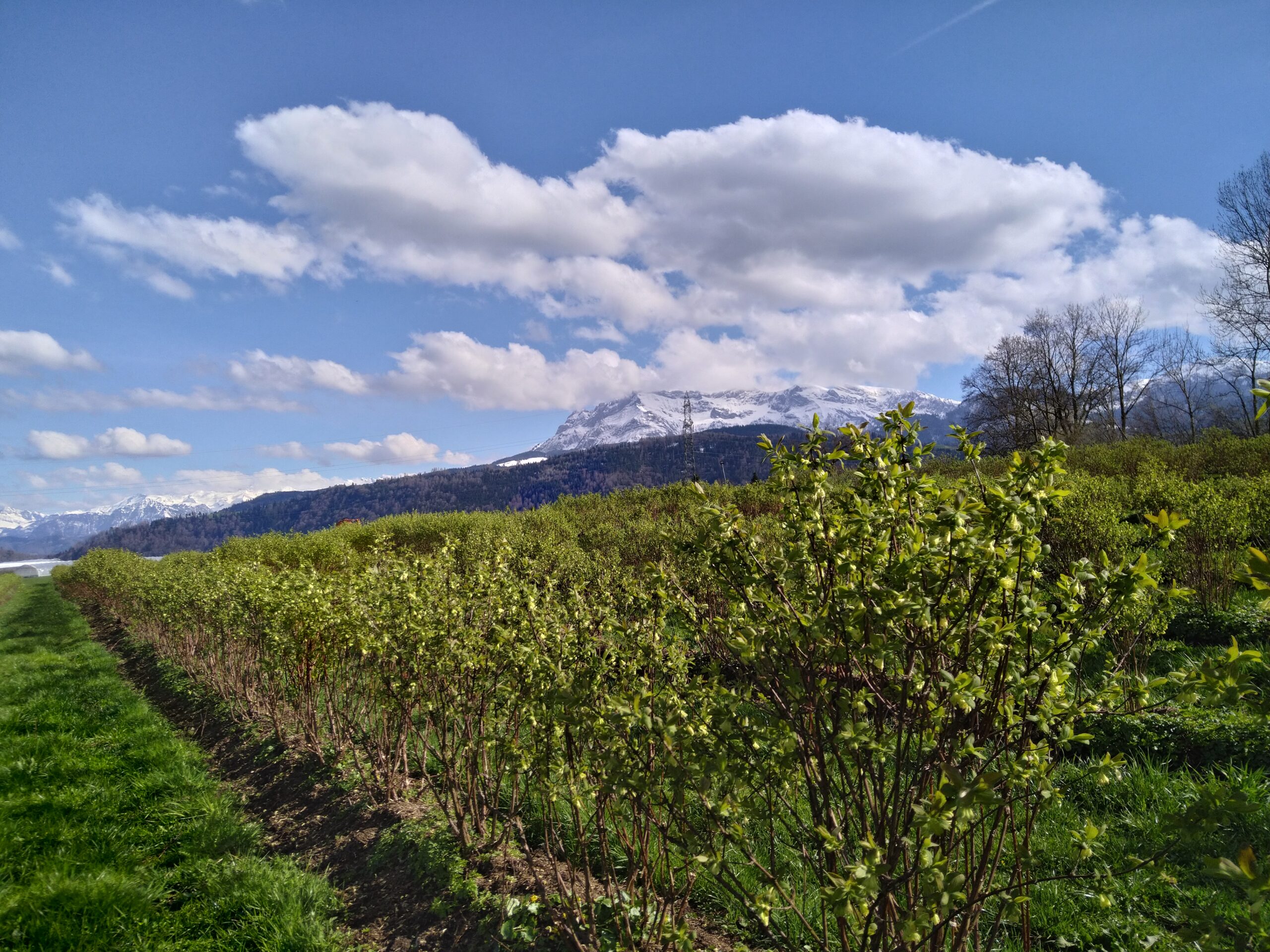 Biohof Oberzinggen