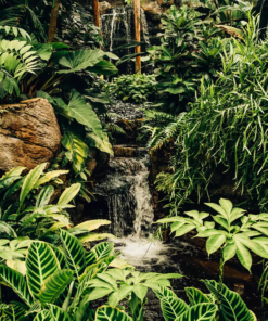 Zahntabs Tropische Stimmung Dschungel